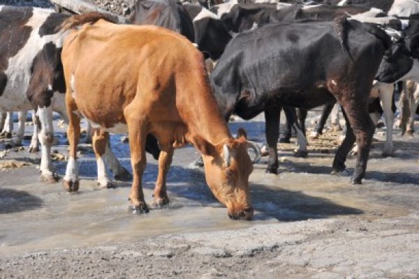 Direcţia Sanitar Veterinară despăgubeşte proprietarii animalelor bolnave